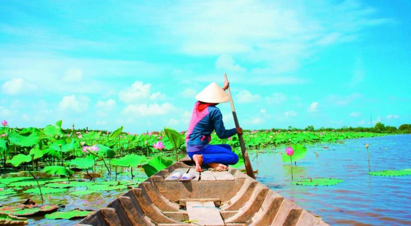 Une activité prisée dans le delta du Mékong, au Vietnam, la récolte des fleurs de lotus.  
