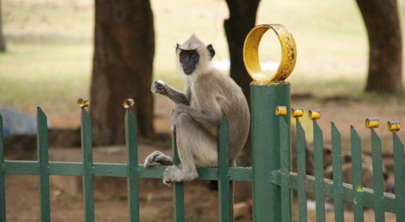 Il est fréquent de croiser un singe quand on se balade au Sri Lanka. DR 