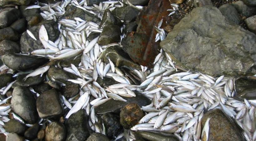 L’ouverture des vannes du barrage du Seujet est au centre de la polémique.  Les lâchers d’eau massifs sont en effet mortels pour la faune piscicole. SIG/DR 