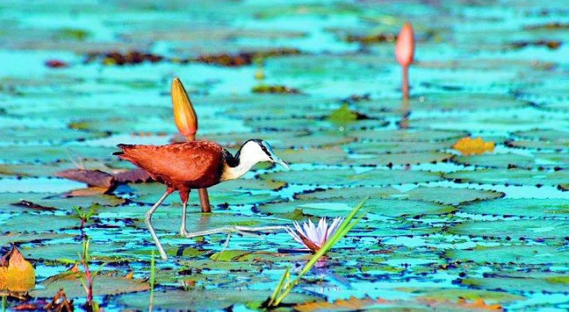 Le lac Kariba, véritable paradis ornithologique. 