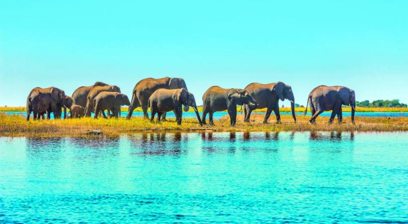 Au Botswana, on compte quelque 60’000 éléphants. La plus grande communauté  de pachydermes du Continent noir se trouve dans le parc de Chobé. 