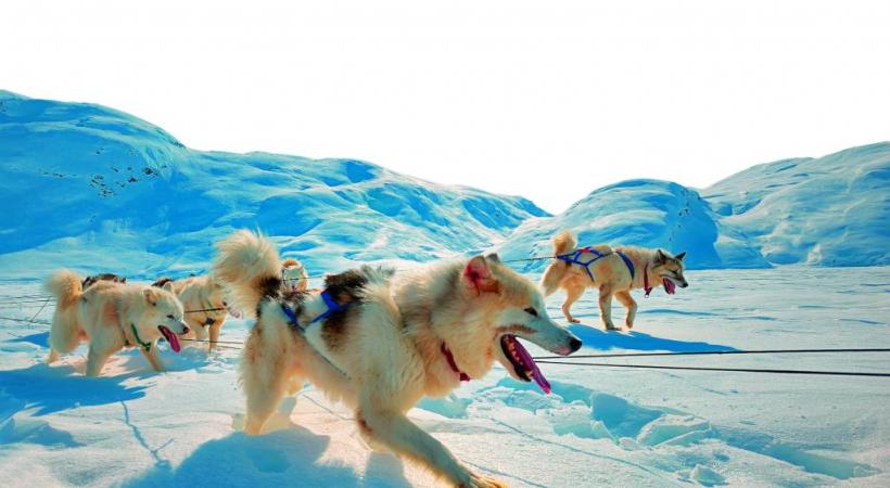 En hiver, le traîneau à chiens facilite les déplacements. DR 