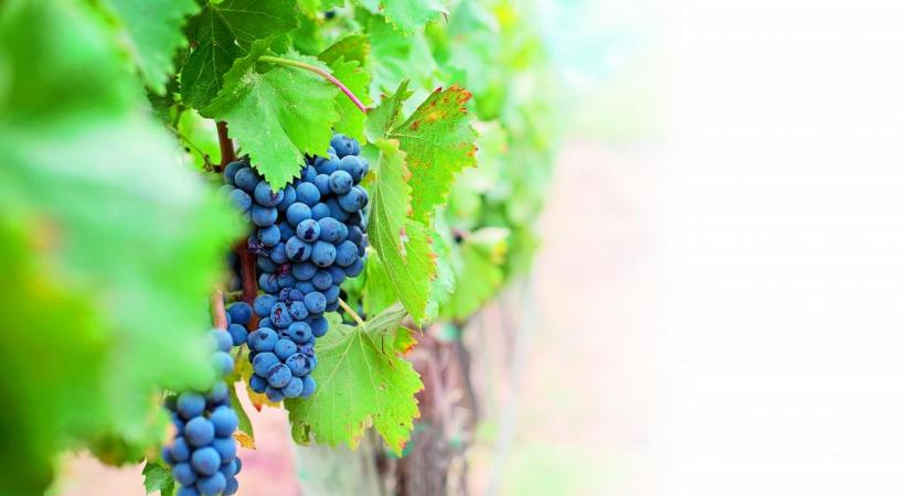 D’ici à 2020, 10% du vignoble genevois bénéficiera d’un mode de production bio. PIXABAY 