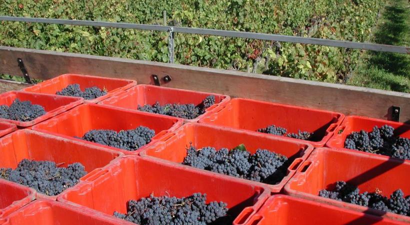 Grâce à une météo clémente, la production de vin devrait être excellente cette année. PIXABAY