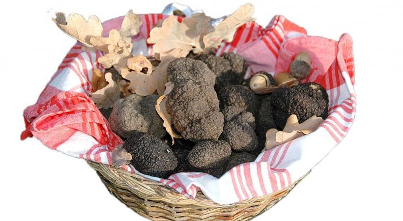 Le climat et le sol suisses conviennent très bien à la culture de la truffe. PéPINIèRE DE GENOLIER