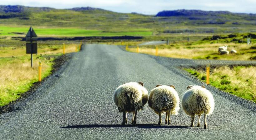 Sur les routes, les moutons peuvent revendiquer la priorité.
