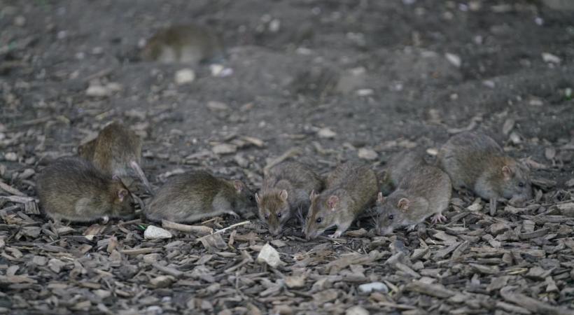 Des rats se régalent des graines pour oiseaux que d’autres congénères. 