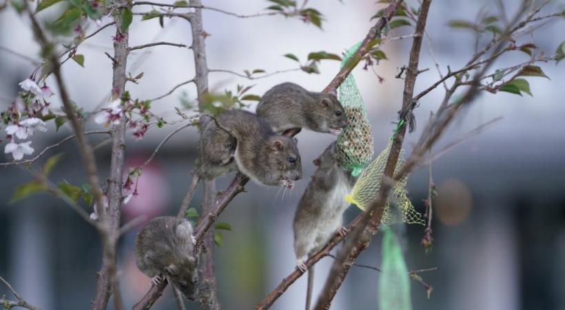 Des rats juchés sur des branches en train de soutirer la nourriture aux oiseaux. 