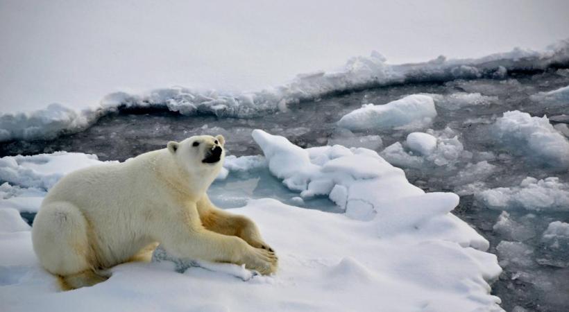 Safari - Rencontre avec les ours polaires | Altaï Canada Tours Inc.