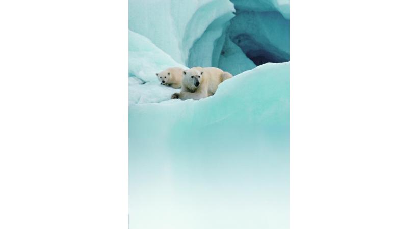 La rencontre avec l’ours blanc justifie un voyage dans l’archipel du Svalbard, dont le Spitzberg est l’île principale.