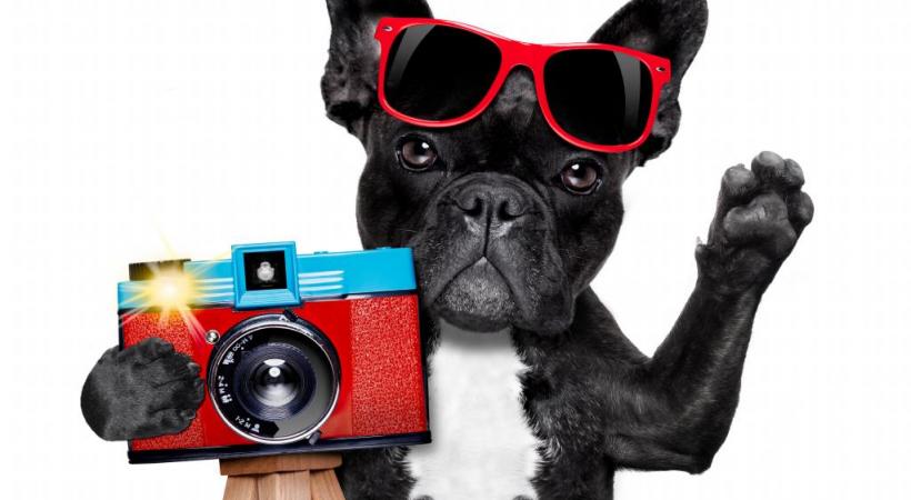 Un concours photo qui a du chien! 123RF/DAMEDEESO