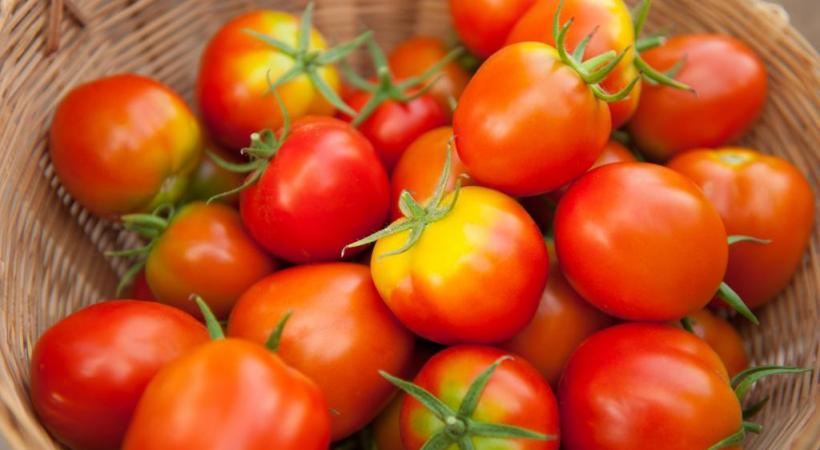 La tomate, un fruit que l’on consomme comme un légume. 123RF/TANESO99O 