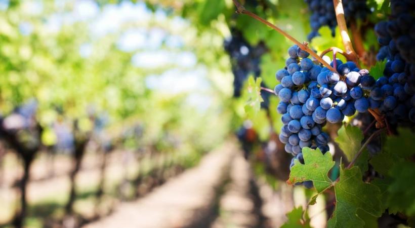 Le contrôle de la vendange a pour but essentiel de garantir la traçabilité du vin 