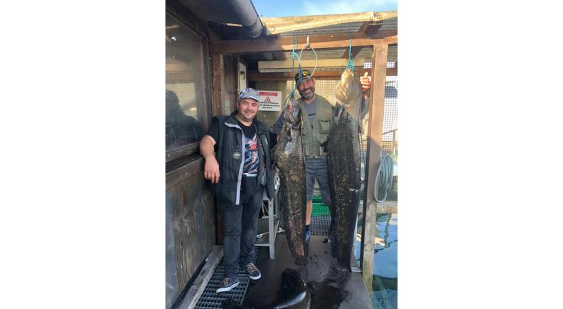 Marco et Jorge, pêcheurs expérimentés, avec leurs prises, dont un silure  de 2 mètres et d’environ 45 kg. DR